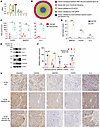 Identification of GATA5 target genes in response to C6orf223-mediated CRC g