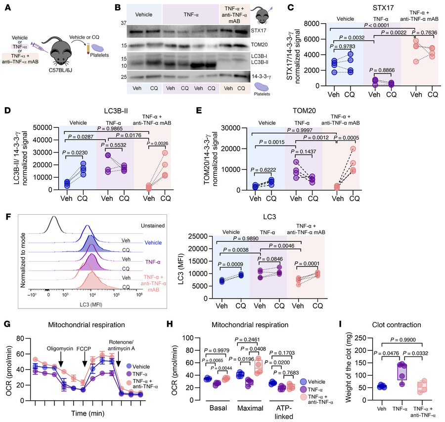 In vivo TNF-α blockade preserves STX17 levels, autophagy, mitochondrial ...
