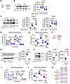 TNF-α downregulates STX17 levels and impairs mitophagy in Meg-01 cells.