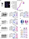 Inhibition of autophagic pathways in platelets from mice with rheumatoid ar