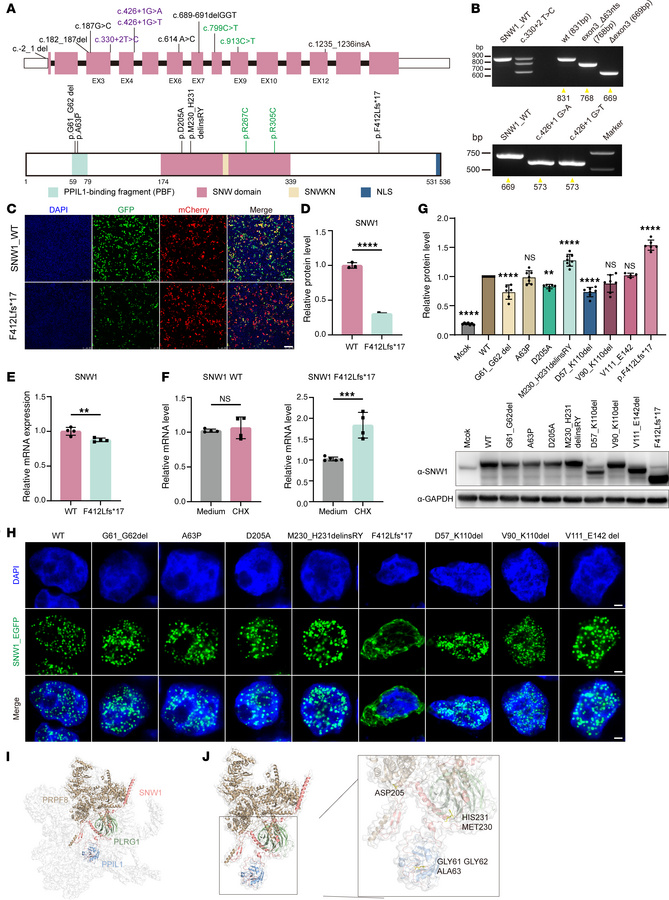 Mutations in SNW1 lead to microcephaly and impair SNW1 functions in huma...