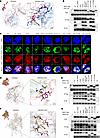 SNW1 interacted with PPIL1, PLRG1, and PRPF8.