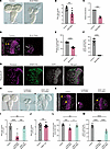 Bx42 knockdown in NSCs leads to reduced brain lobe volume, stem cell number