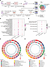 Developmental and transcriptomic analysis of human cerebral organoids deriv