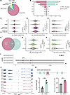 Splicing integrity defects in SNW1+/– hCOs.