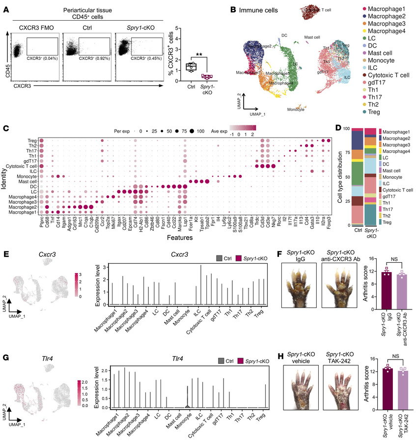 The pathogenic role of keratinocyte-derived CXCL10 in psoriatic arthriti...