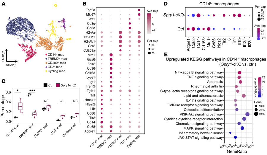 Periarticular CD14hi macrophages play a predominant proinflammatory role...