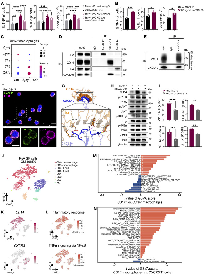 Keratinocyte-derived CXCL10 binds to CD14 and mediates the proinflammato...
