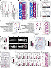 Skin and joint inflammation in Spry1-cKO mice exhibit hallmarks of psoriasi