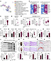 Excessive CXCL10 secreted by SPRY1-deficient keratinocytes promotes psoriat