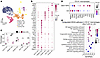 Periarticular CD14hi macrophages play a predominant proinflammatory role in