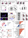 Keratinocyte-derived CXCL10 binds to CD14 and mediates the proinflammatory