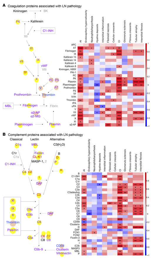 Coagulation and complement proteins associated with LN pathology.
(A) Th...