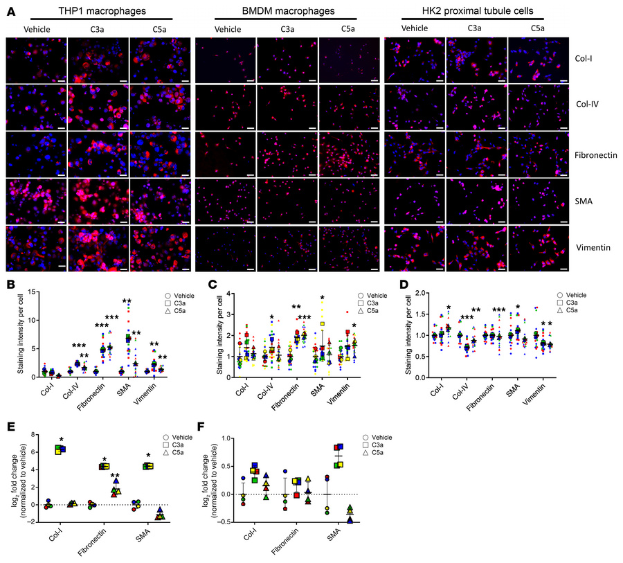 Complement C3a and C5a trigger the expression of ECM proteins in macroph...