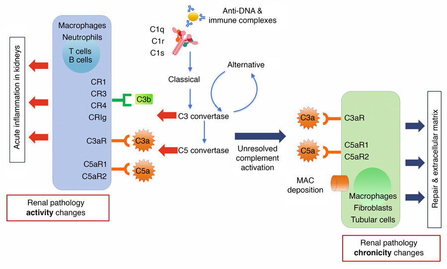 The biphasic role of complement proteins in driving renal pathology acti...