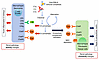 The biphasic role of complement proteins in driving renal pathology activit