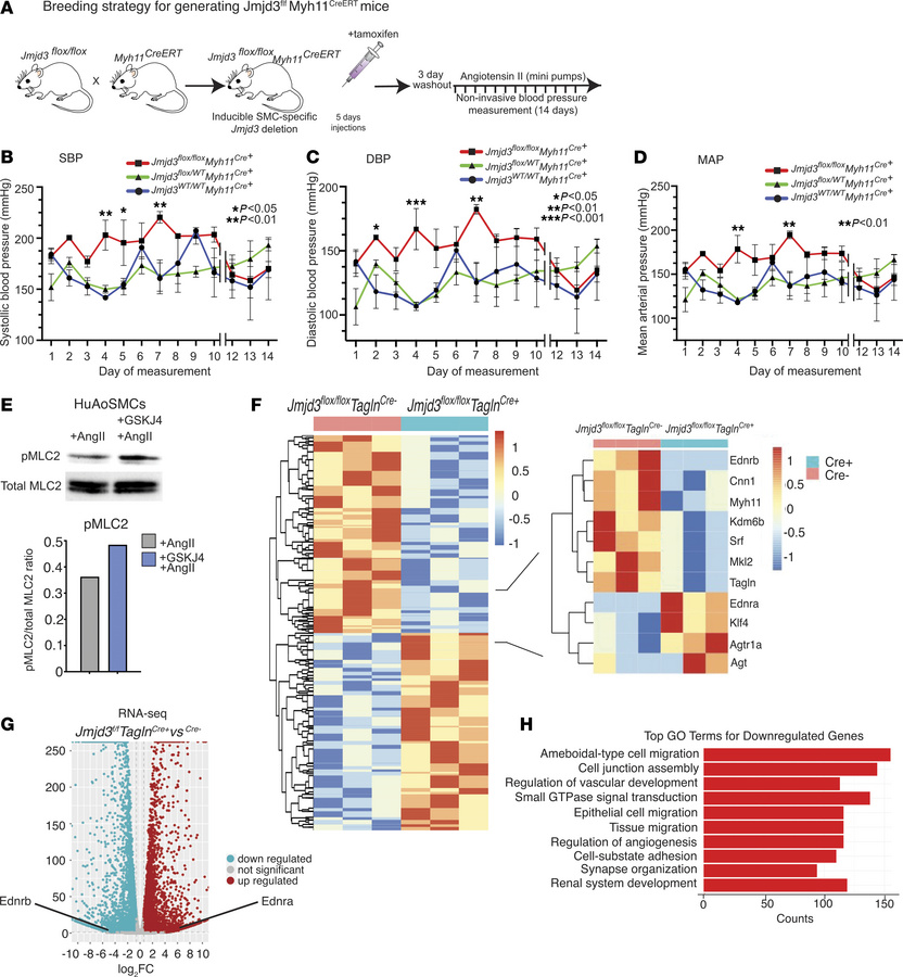 JMJD3 loss in vascular SMCs results in HTN.
(A) Schematic depicting expe...