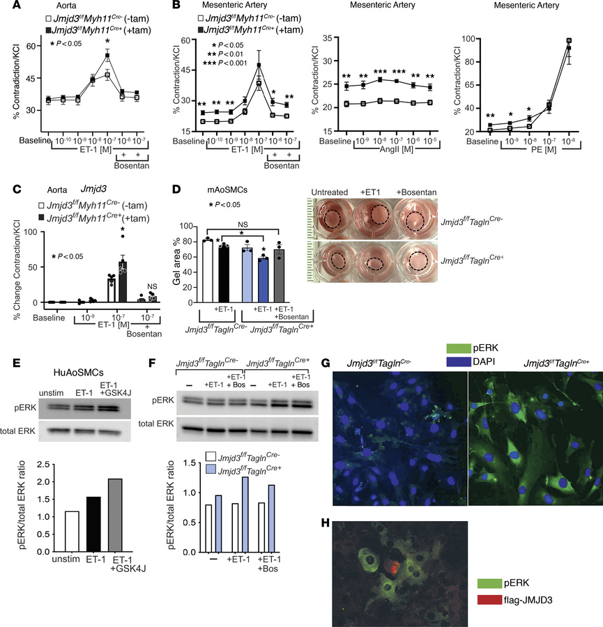 JMJD3 regulates vessel tone via endothelin-ERK signaling in vascular SMC...