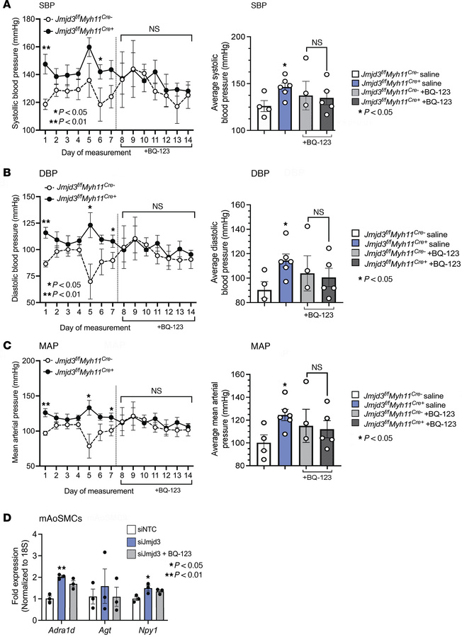 EDNRA antagonism normalizes BP after JMJD3 deletion in SMCs.
BP of Jmjd3...