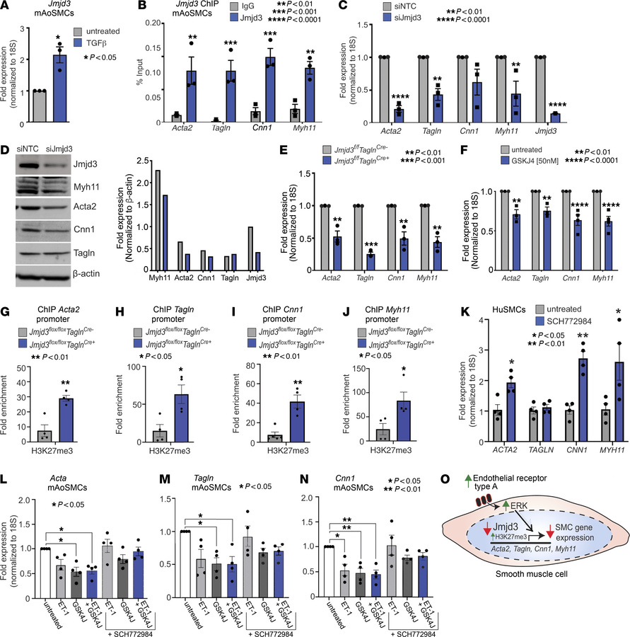 JMJD3 is required for vascular SMC differentiation.
(A) qPCR of Jmjd3 in...