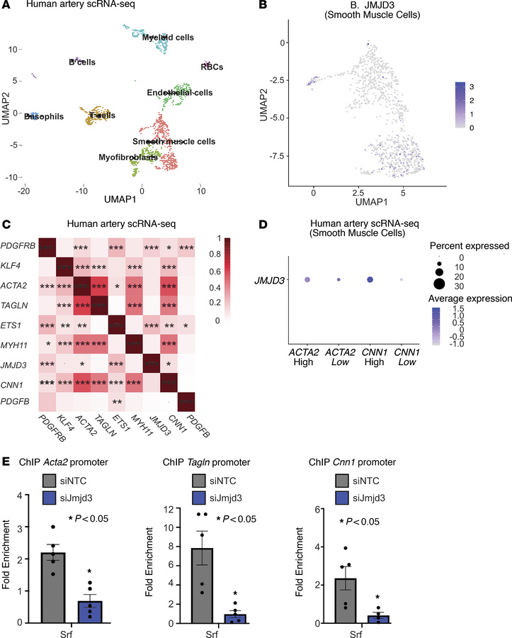 JMJD3 regulates the contractile gene program in SMCs by cooperatively re...