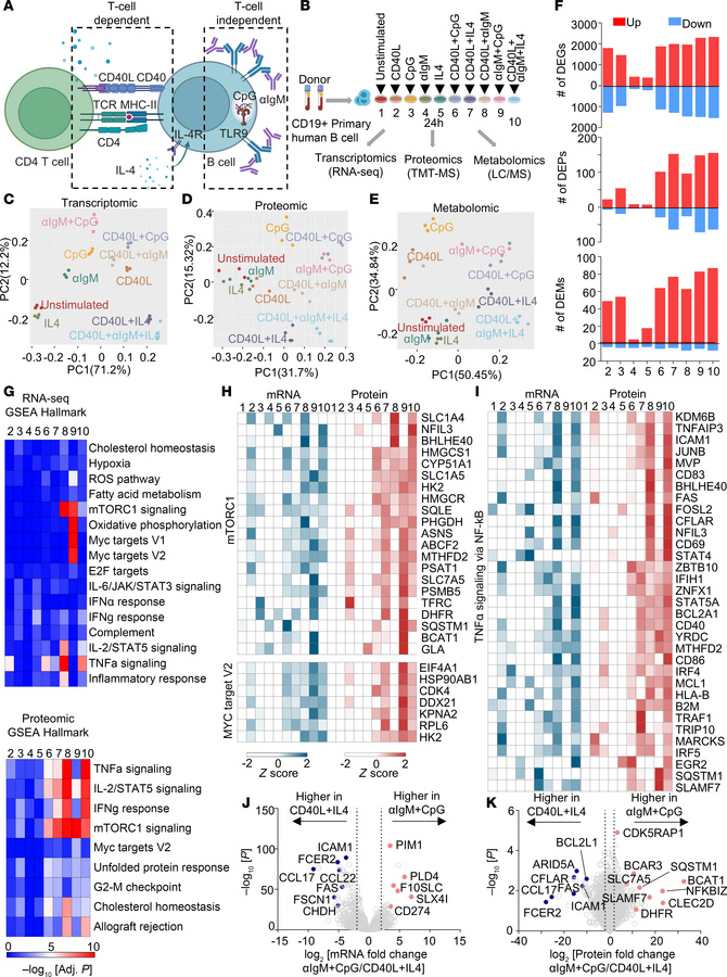 Receptor-driven B cell activation results in different cellular response...