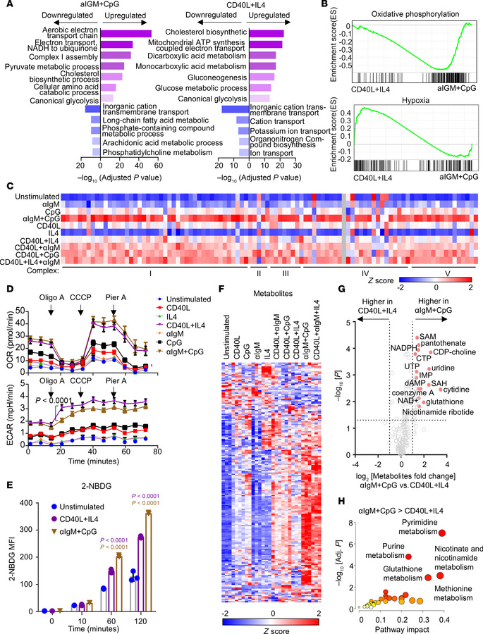 Cross-comparison of αIgM + CpG versus CD40/IL-4–driven B cell metabolism...