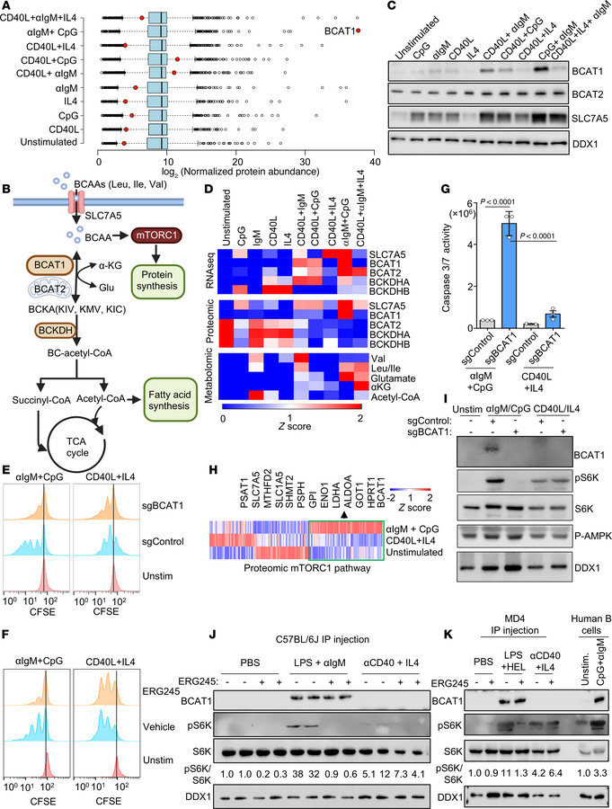 BCR/TLR9 costimulation highly induces BCAT1, which is essential for αIgM...