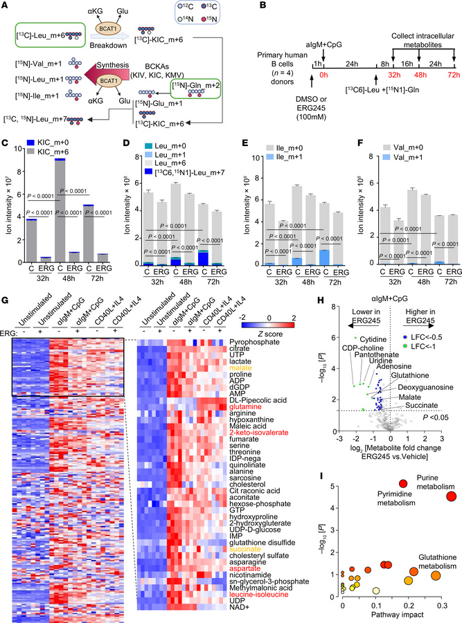 BCR/TLR9 stimulation drives BCAA synthesis in human primary B cells.
(A)...