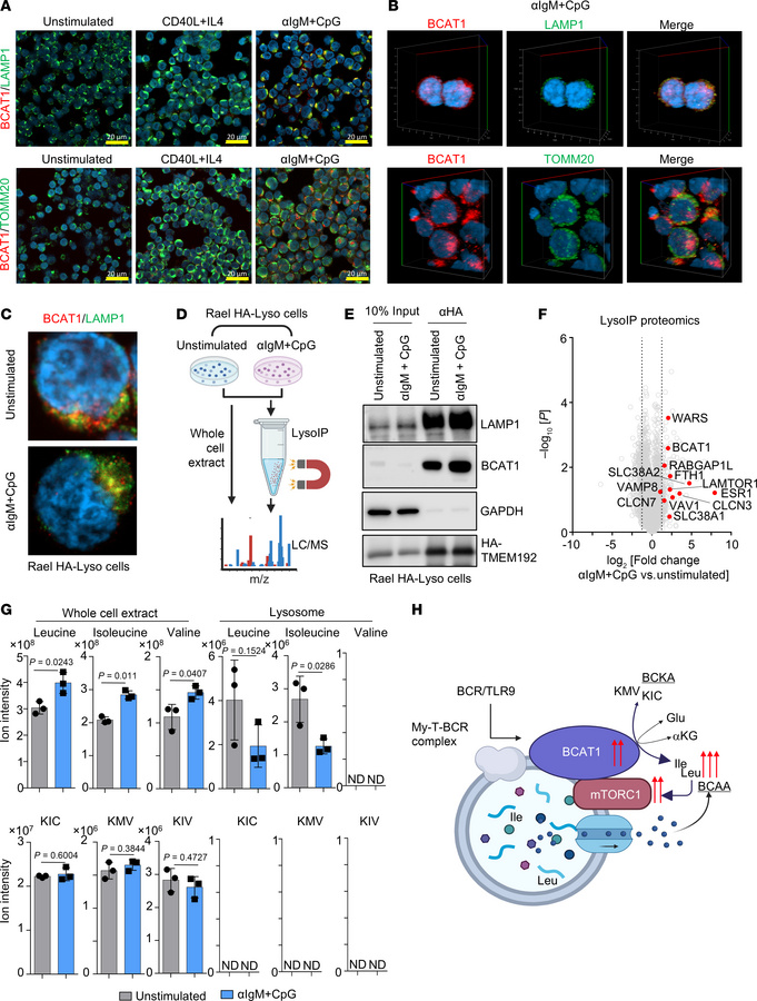 BCR/TLR9 but not CD40/IL-4 costimulation targets BCAT1 to remodeled lyso...