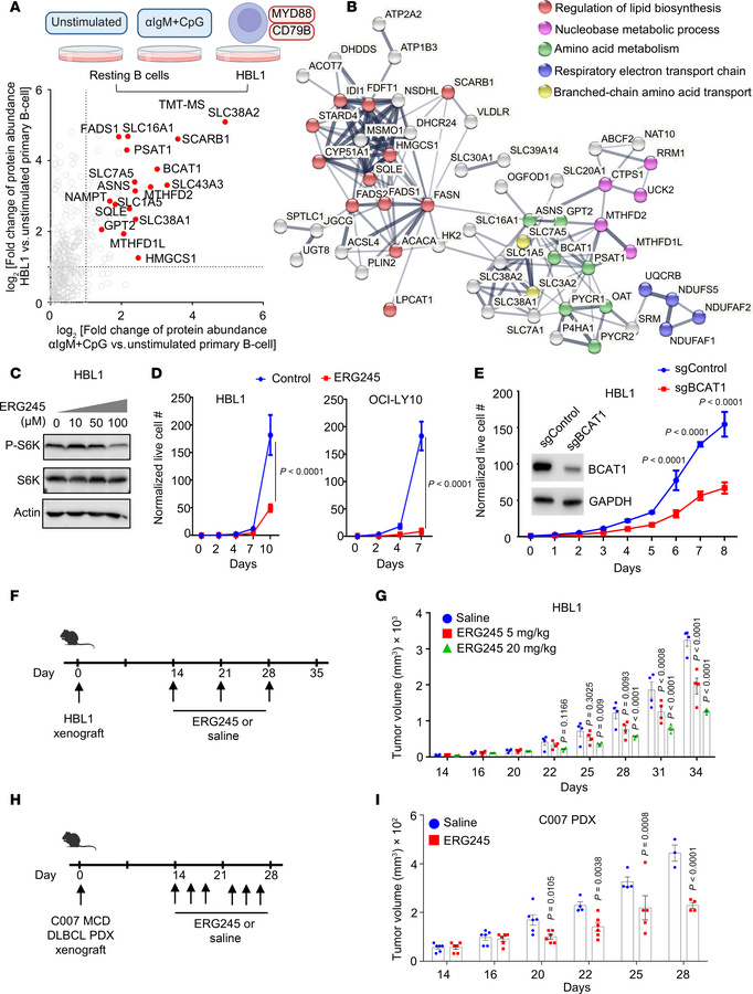 BCAT1 is highly expressed in BCR/TLR9-driven MCD DLBCL, where it support...