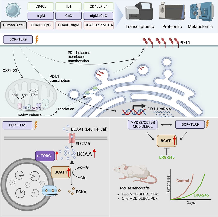 graphical abstract