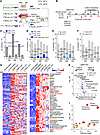 BCR/TLR9 stimulation drives BCAA synthesis in human primary B cells.