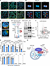 BCR/TLR9 but not CD40/IL-4 costimulation targets BCAT1 to remodeled lysosom