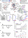 BCAT1 is highly expressed in BCR/TLR9-driven MCD DLBCL, where it supports B