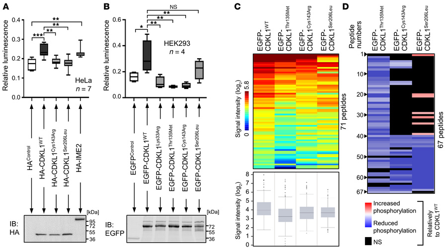 
CDKL1 variants interfere with kinase function.
(A and B) In vitro kinas...