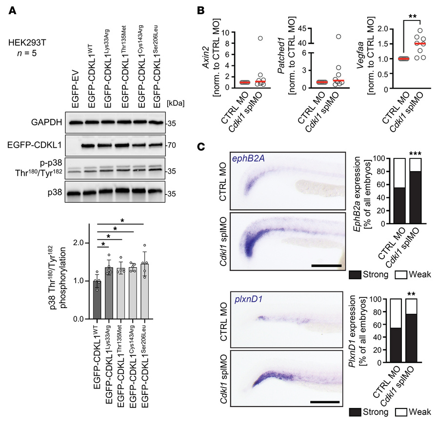 CDKL1 function in cell signaling.
(A) CDKL1 variants increase signaling ...
