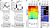 CDKL1 variants interfere with kinase function.