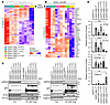 Disease-associated CDKL1 variants show different protein-protein interactio