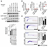 CDKL1 function in cell signaling.