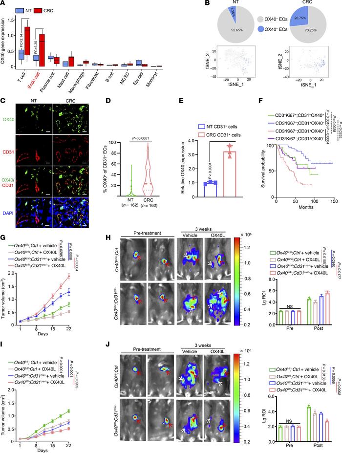 Confirmation of high expression of OX40 specifically in tumor ECs and th...