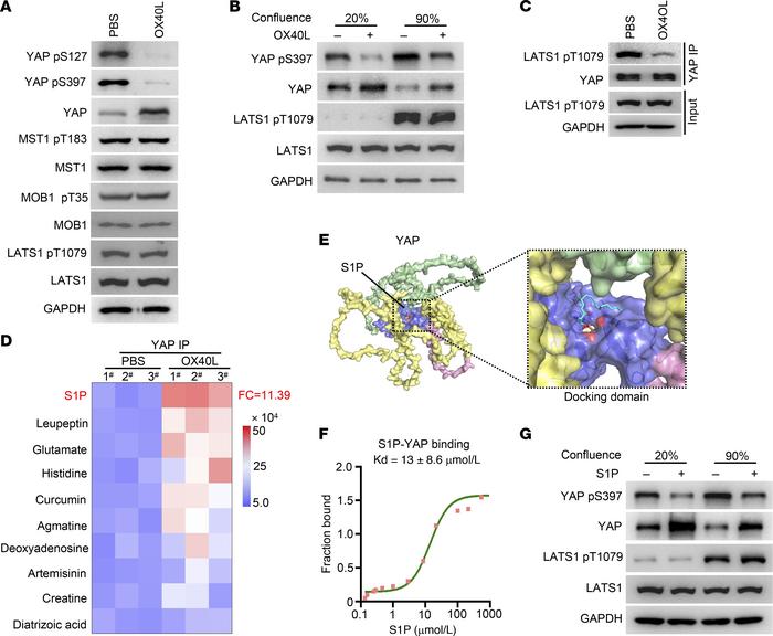 OX40 signal impacts YAP protein stability through modulating S1P-YAP int...