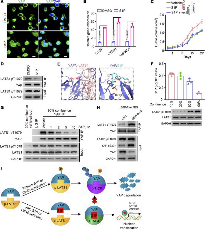 S1P disrupts the interaction between YAP and the p-LATS1 kinase.
(A) HUV...