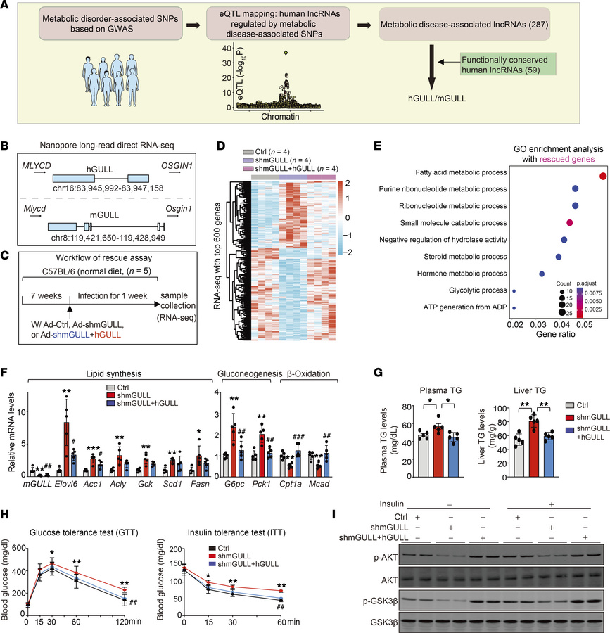 Identification of h/mGULLs as a pair of functionally conserved lncRNAs c...