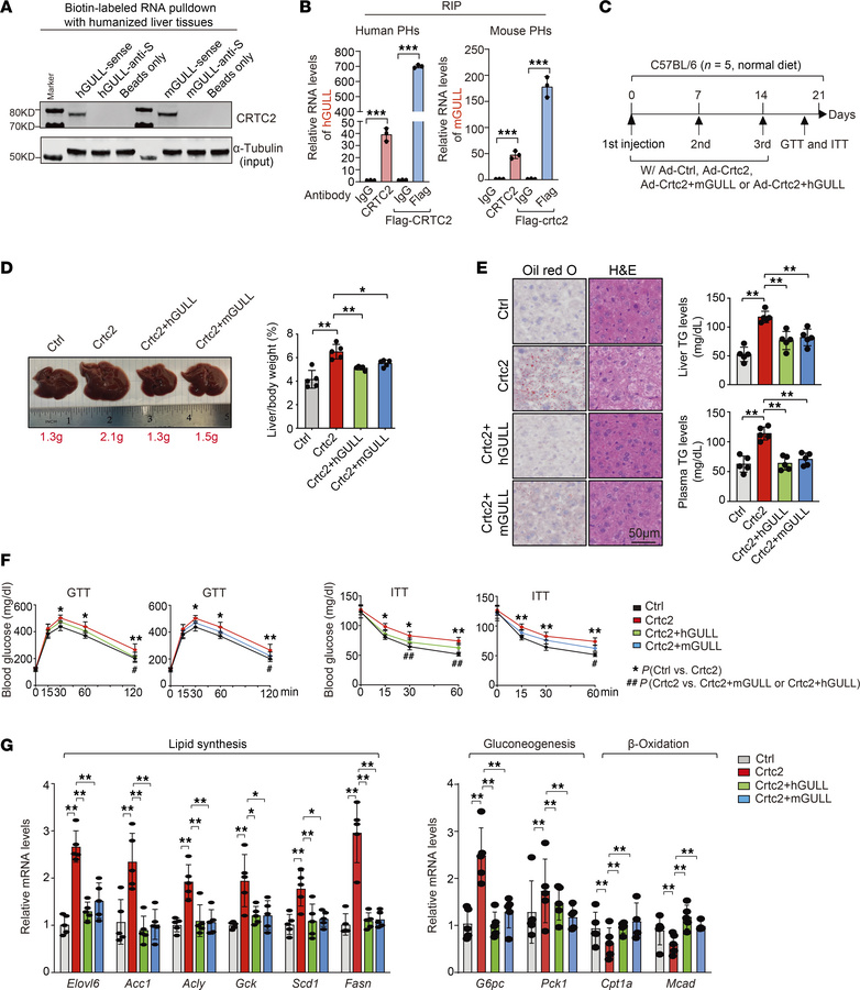 Beneficial effects of hGULL/mGULL on fatty liver are CRTC2 dependent.
(A...