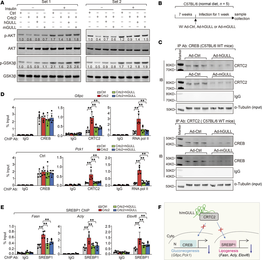 hGULL/mGULL bind to CRTC2 and inhibit its activity in regulating glucone...