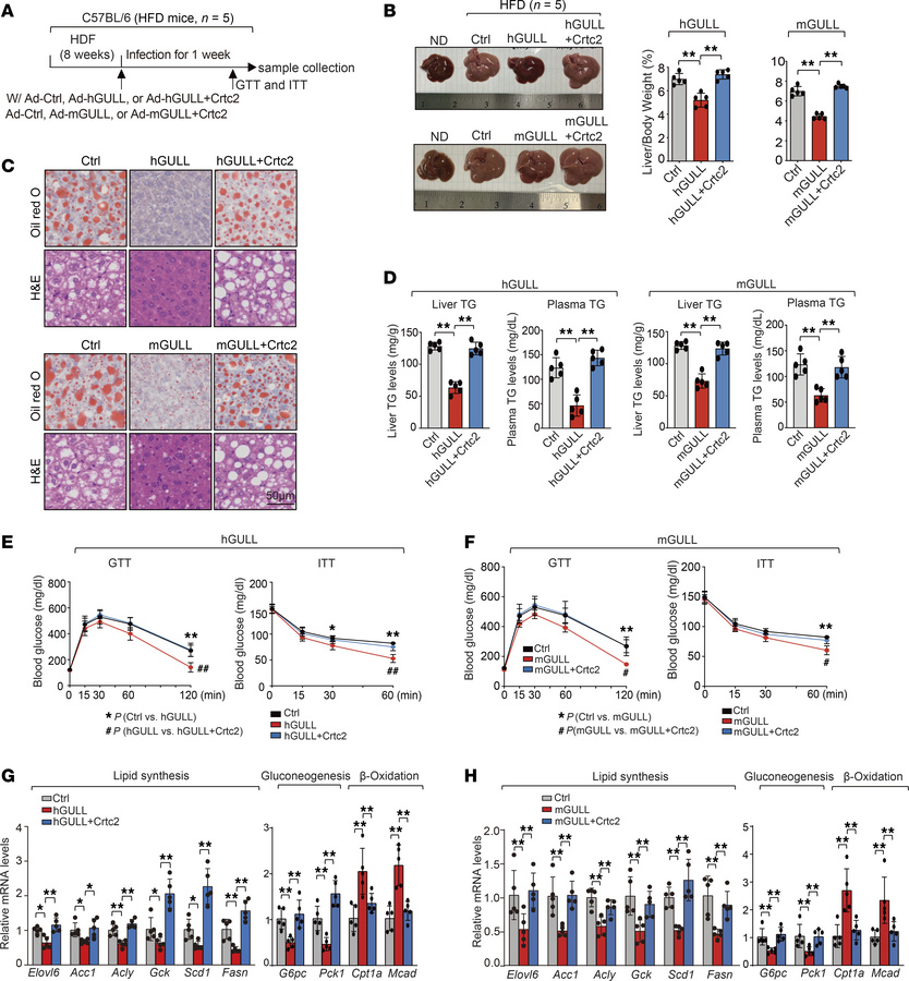 hGULL/mGULL ameliorate obesity-induced metabolic abnormalities in a CRTC...