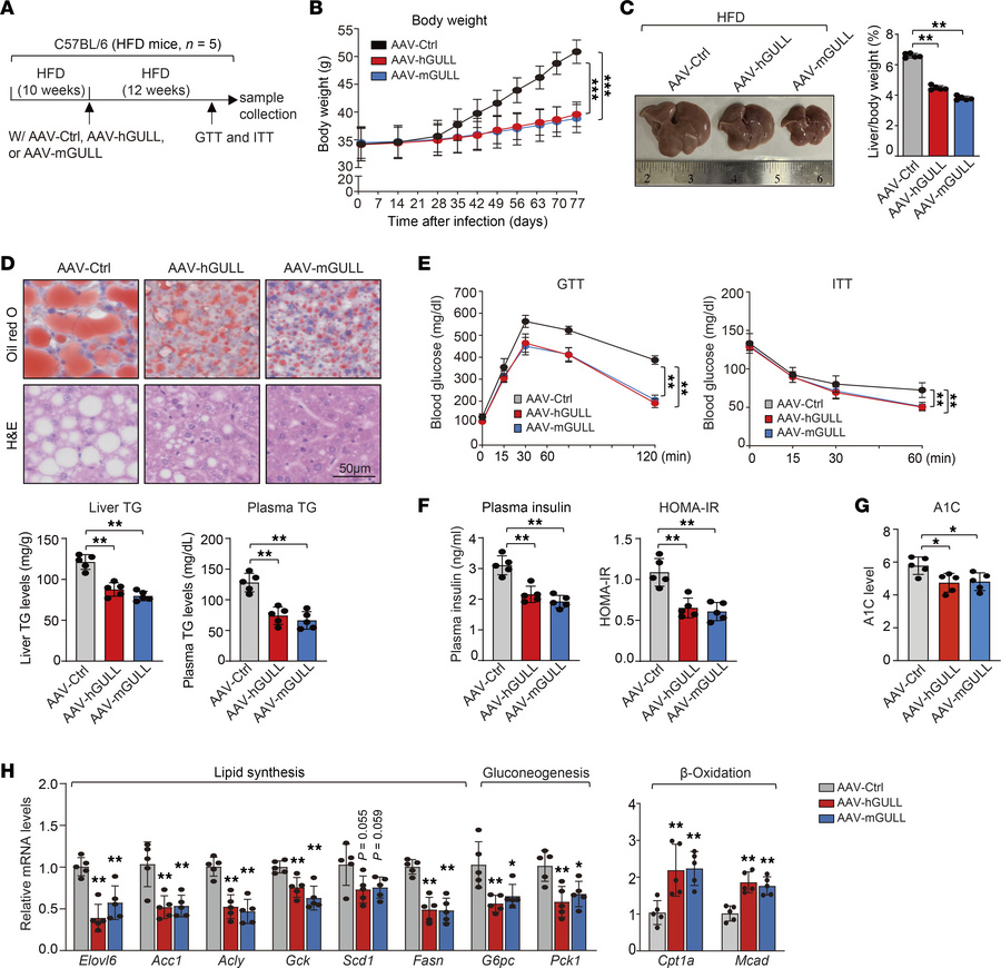 AAV-mediated hGULL/mGULL overexpression improves metabolic health of obe...