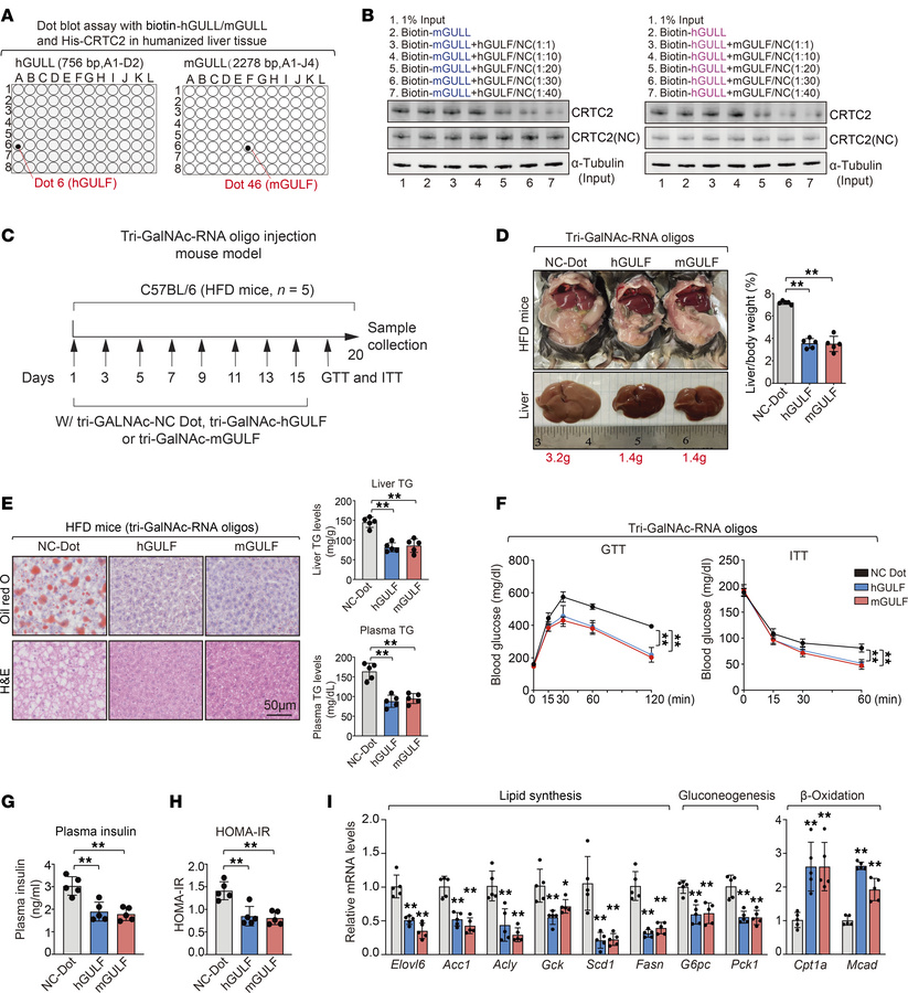 hGULF/mGULF improve metabolic health of obese mice.
(A) RNA dot blot ass...