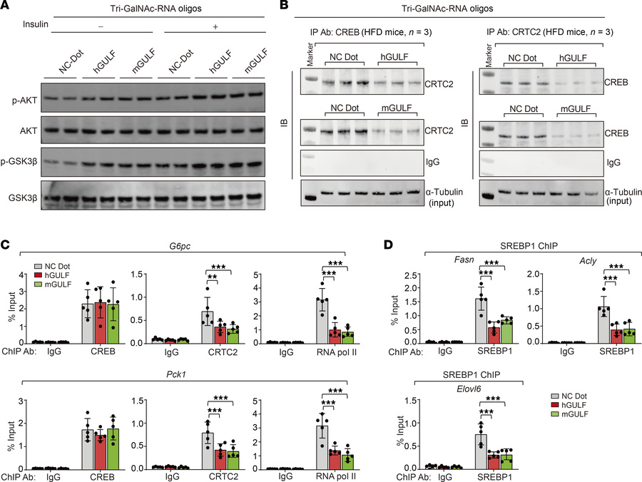 hGULF and mGULF regulate the function of CREB and SREBP1.
(A) Immunoblot...
